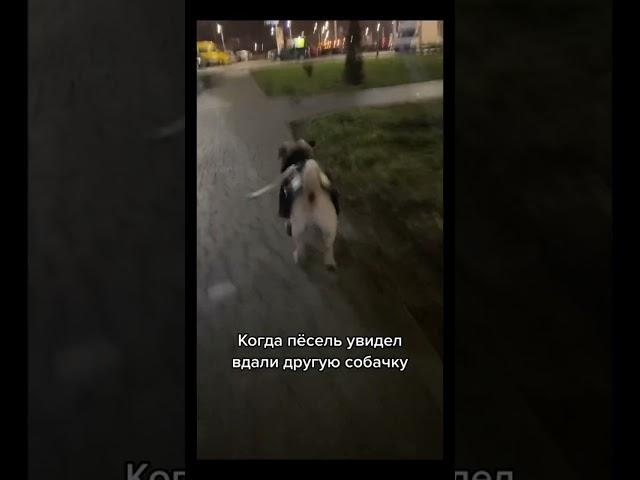 Если хочешь идти, иди #shorts #pug #pugs #мопс #мопсы