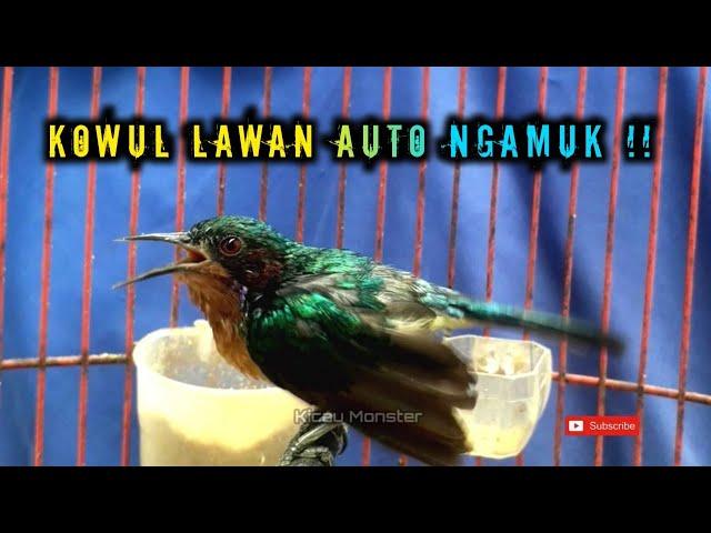 KOLIBRI WULUNG GACOR NARUNG