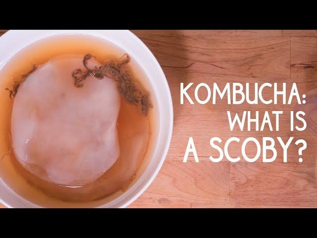 Kombucha: What is a SCOBY?