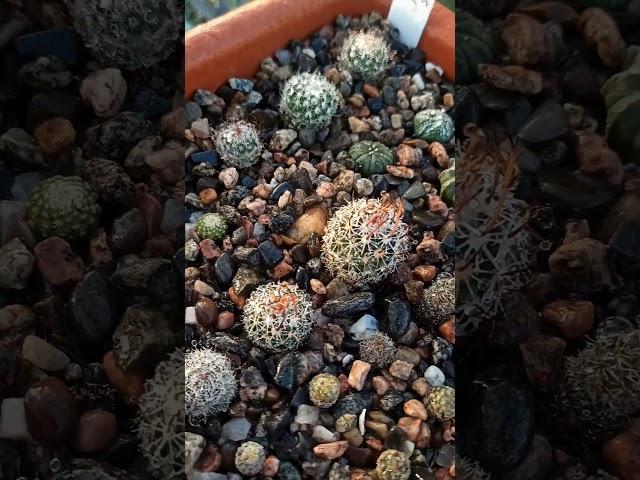 Освежающие вечерние процедуры для суккулентов в жару #суккуленты #succulent #succulentgarden #plants