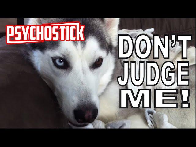 Psychostick - Dogs Like Socks [official music video] "I'm a dog and I like socks"