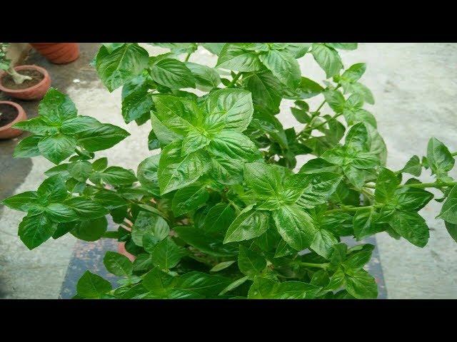 Growing Sweet Basil Plant (in Hindi)