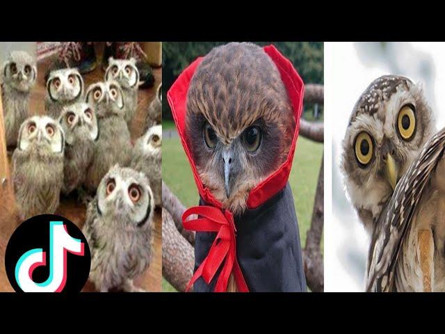 Owl  A Funny Owls And Cute Owls Compilation Random videos on internet