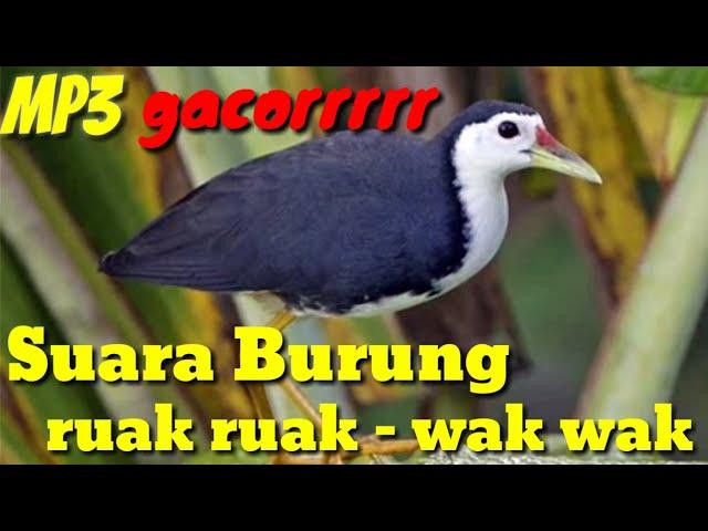 Suara Burung Wak Wak ,Burung Ruak Ruak Terbaik Gacor