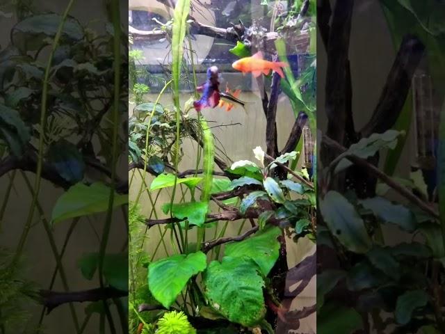 Planted Aquarium #shorts #fishkeeping #aquariumhobby #plantedaquarium