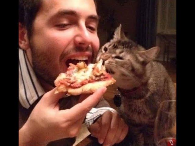  This is my pizza!  The funniest video with cats and kittens! You will laugh! 