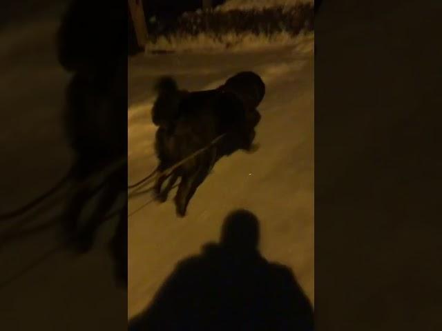 #Caucasianshepherd#sled#кавказкаяовчарка#сани