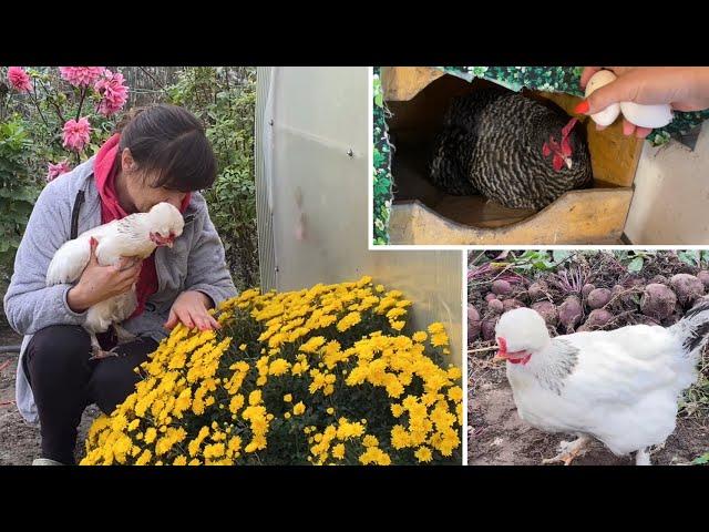 What's in the chickens' nests in the chicken coop. I'm harvesting.