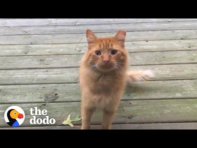 Guy Tries To Befriend A Stray Cat For Over A Year | The Dodo