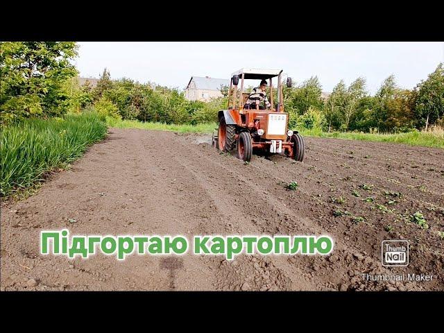 Перший раз підгортаю картоплю трактором Результат #трактор #т25