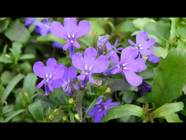 Facts about Lobelia Plants