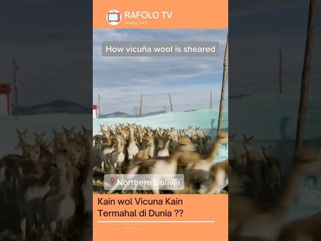 Kain Wol Vicuna Kain Termahal di Dunia ?? #shorts #vicuña #hewan #hiburan #fyp #videoshort