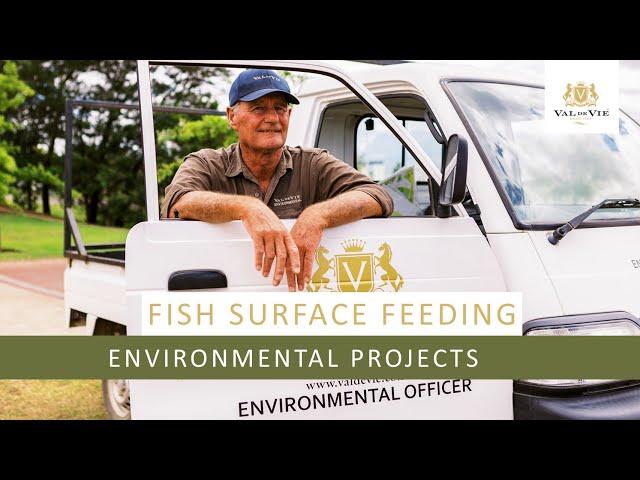 Fish Surface Feeding | Environmental Projects