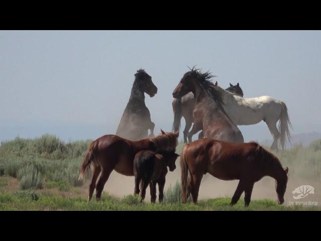 Fighting Wild Horses of Northwestern Colorado - Chris Crookston