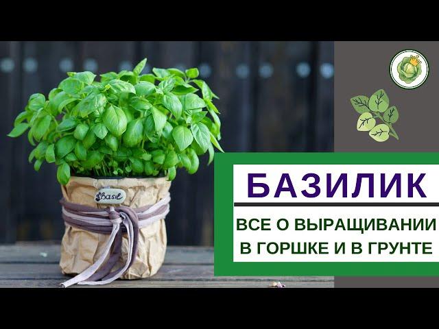 БАЗИЛИК - секреты выращивания на подоконнике и на огороде//от рассады до сбора урожая