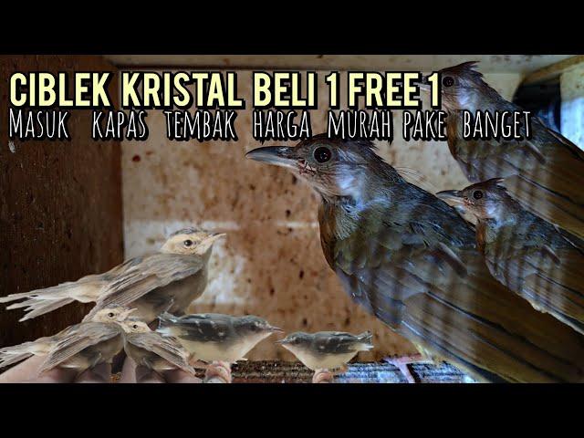 CIBLEK KRISTAL BELI 1 FREE 1 MASUK KAPAS TEMBAK HARGA MURAH BANGET