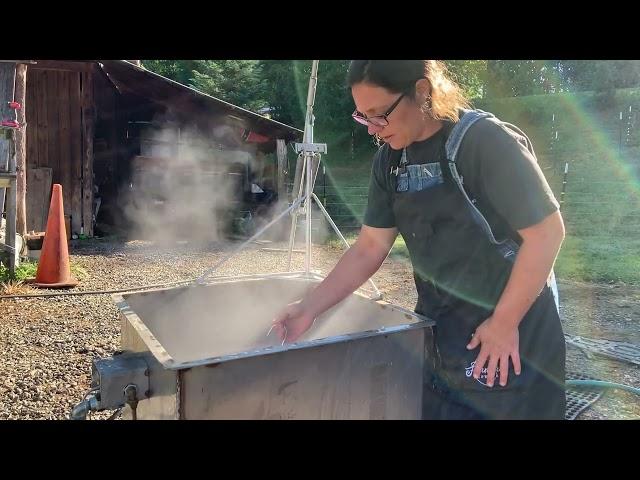 How to Butcher Chickens- Streamlined Simple Method- No Extra Hands Needed