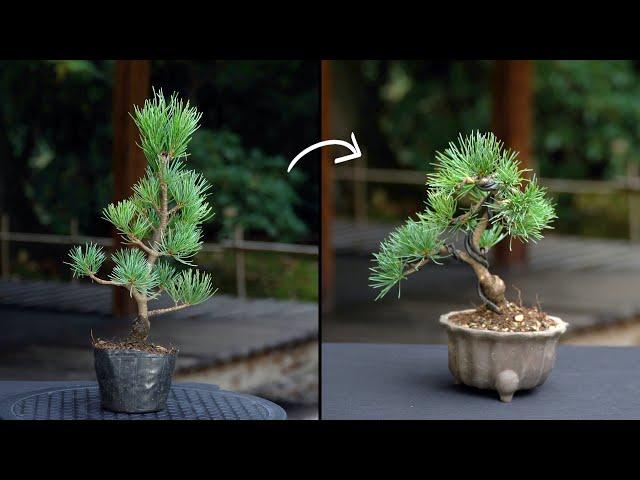 Creating a Pine Bonsai