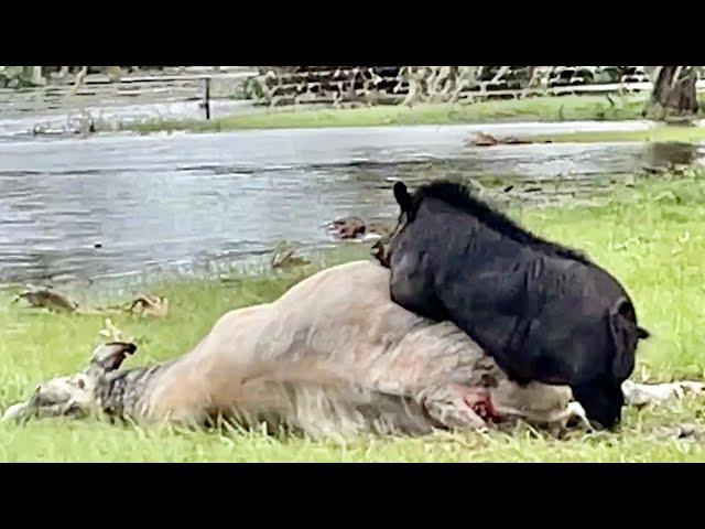 Massive Wild Boar Takes Down a Cow During *Hurricane Ian* (Craziest Thing I’ve Ever Seen)