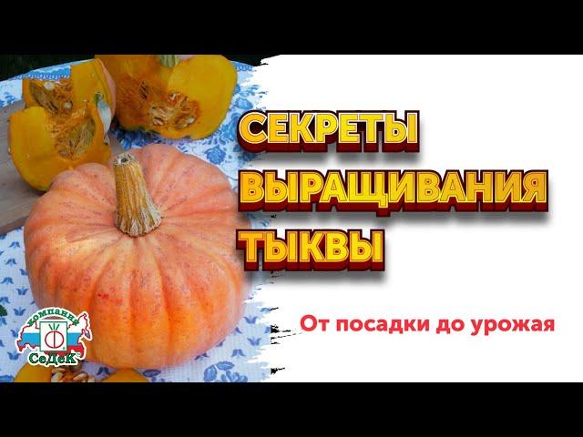 КАК ВЫРАСТИТЬ ТЫКВУ и собрать хороший урожай / Сорт тыквы Розовая фея