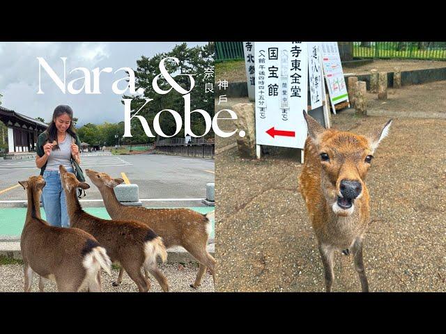  Nara & Kobe in 1 Day | Nara deer park, nara's famous mochi show, kobe beef fine dining $$$$ etc.