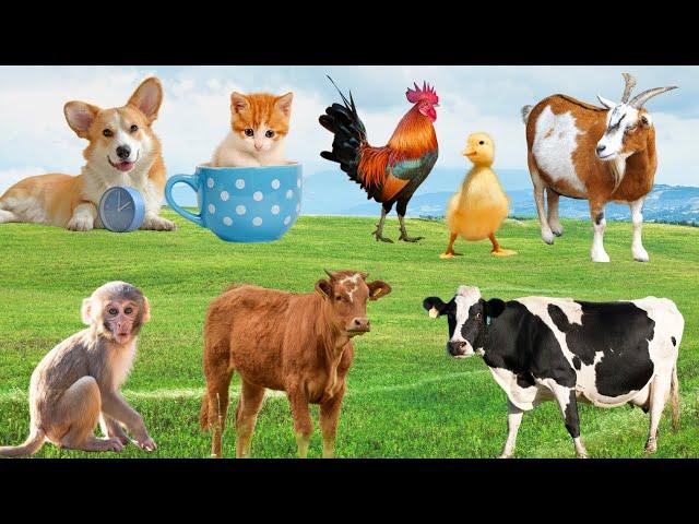 Tiếng Động Vật Nông Trại Vui Nhộn –Âm Thanh Gà, Bò, Chó, Mèo, Vịt Siêu Dễ Thương 