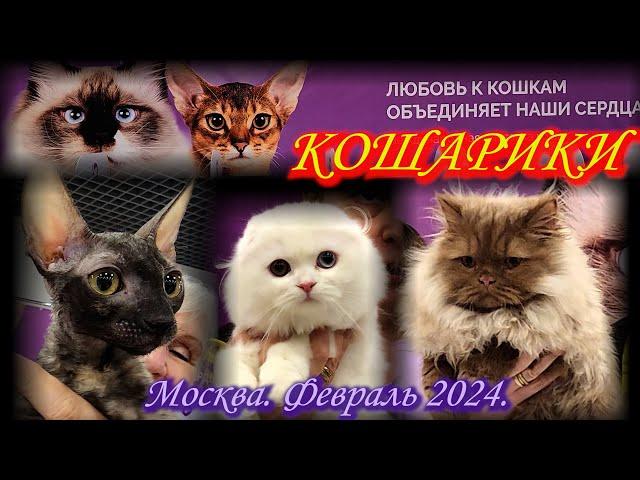 Выставка-продажа котят "КоШарики Шоу". Ринги. Москва. ВДНХ. Февраль 2024.