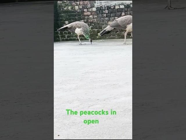 Peacock in open#Janjal visiters