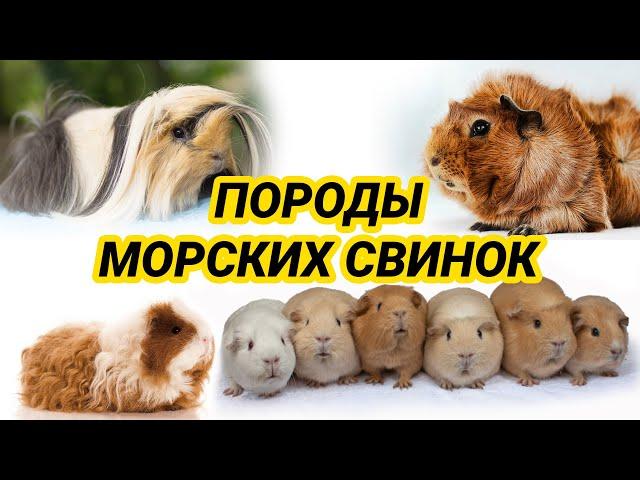 Породы морских свинок. Виды морских свинок