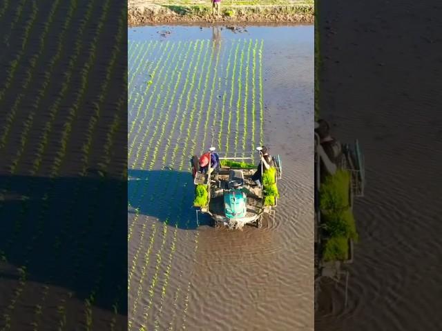 Rice transplanter machine #shorts #agriculture #kubota #farming #viral