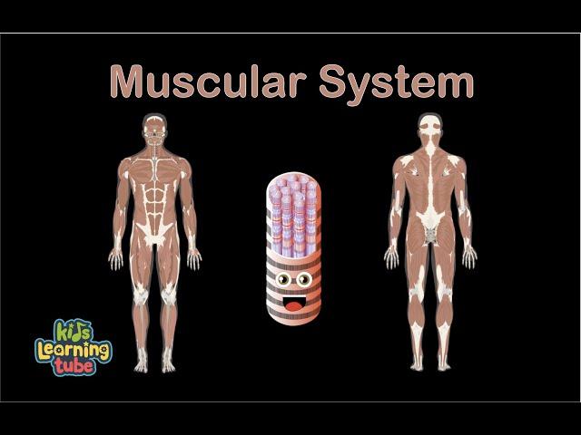 Muscular System Song/Human Body Systems