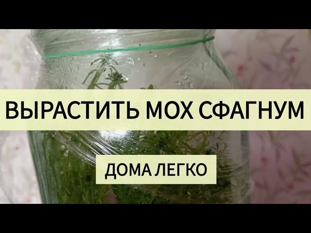 Как вырастить мох сфагнум в домашних условиях. Простая инструкция