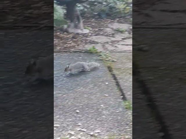 Legumes Rain from the Sky for the Squirrel Tribe #funny