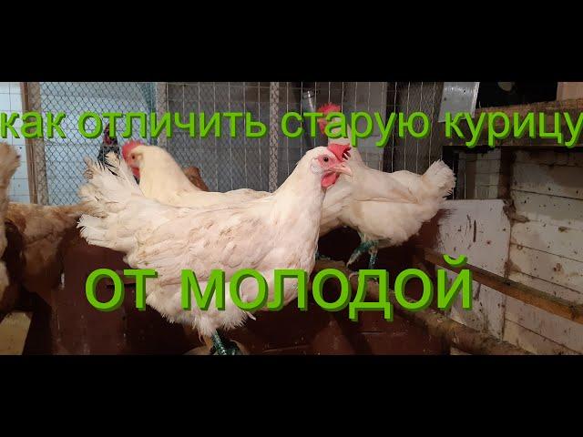 как отличить старую курицу от молодой