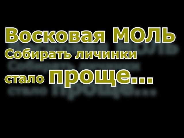 Сбор восковой моли. ПЖВМ. Сбор личинок без пинцета.