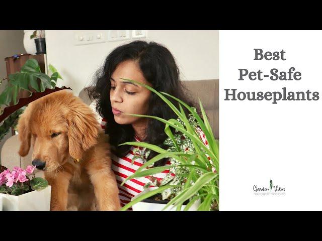 Best Pet-Safe Houseplants | Pet-friendly / Non toxic Indoor Plants | Garden Vibes