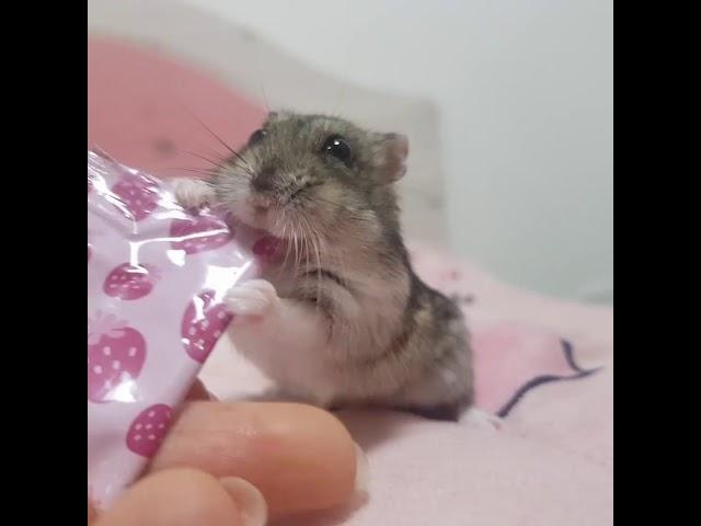 웅냥냥냥