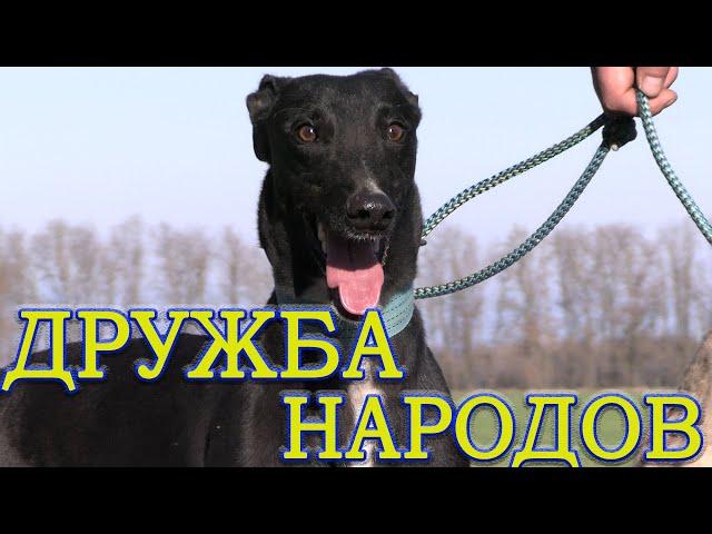 ДРУЖБА НАРОДОВ ч1  Состязания борзых 28 11 2020г