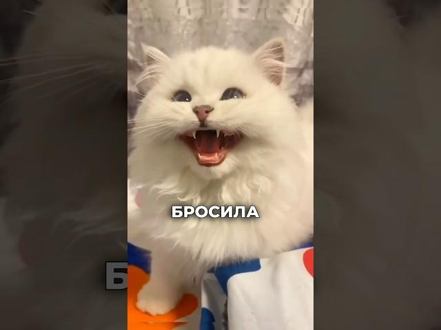 Топ пород кошек, от которых отказываются #аnimals #кот #видосыоткота #котики #коты