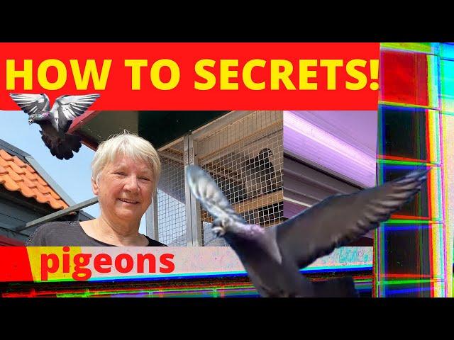 Pigeons & Pigeonrace, Birds Lofts HOW TO SECRETS!