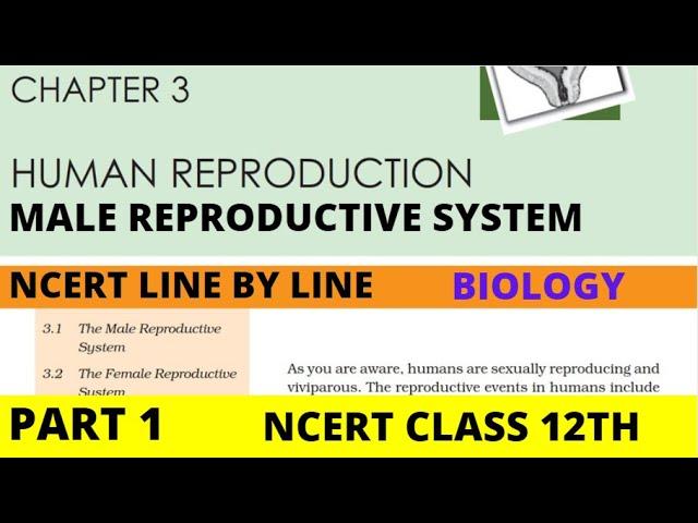 Part-1 HUMAN REPRODUCTION (Male Reproductive System) chapter-3 NCERT class 12th biology