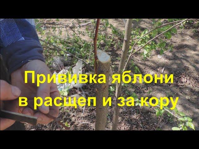 Прививка яблони способами "в расщеп" и "за кору". Inoculation of apple trees