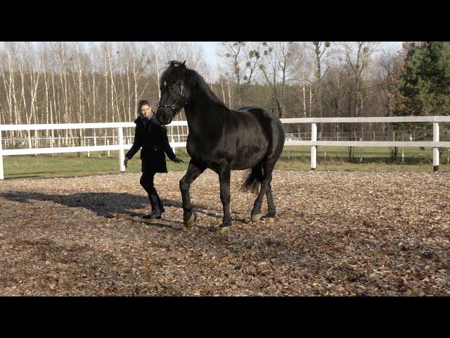 Academic Art of Riding at Liberty