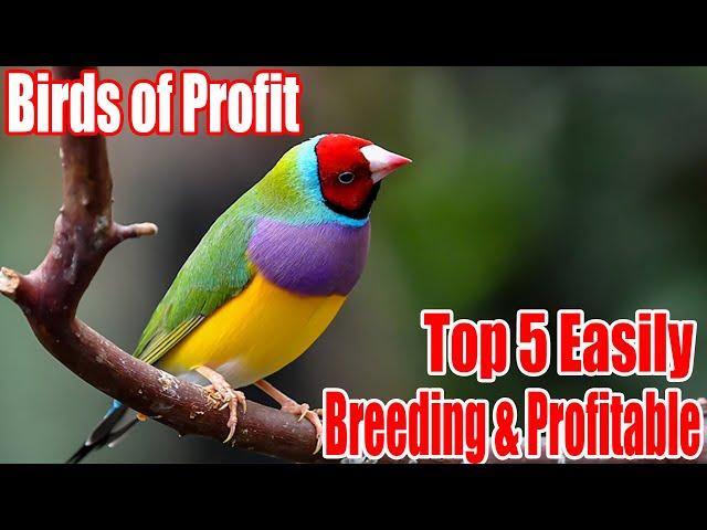 Top 5 Most easily Breeding Birds To Start a Profitable Business | #profitablebirds | Birds Society