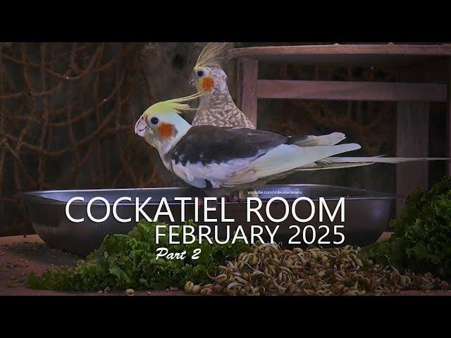 Cockatiel Room: February 2025 | Seeds Tray on Front Table - Part 2