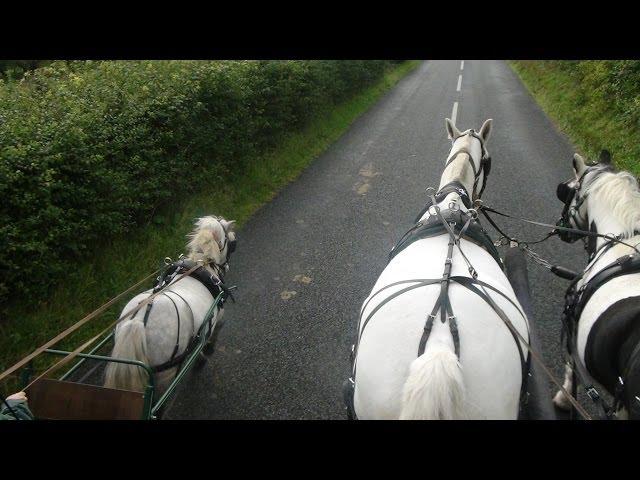 Carriage driving in company - training a pair of horses and a shetland.