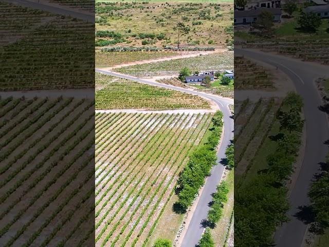 Виноградники и винодельни Южной Африки Capetown Stellenbosch Franchhoek Paarl Wineries South Africa