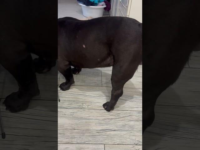 #панаехали #americanbully #собака #englishbulldog #puppy #bulldog #dog #funny #pitbull #pets