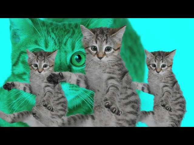 Best Kittycat Song [OFFICIAL] feat. GRUMPY CAT