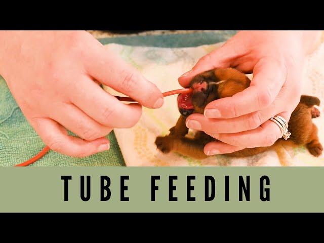 How to tube feed a puppy